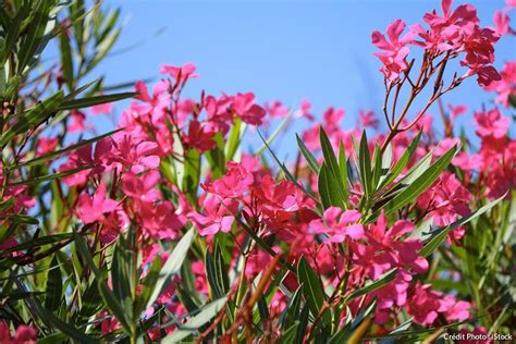 Maybe you would like to learn more about one of these? Épinglé sur Jardinage