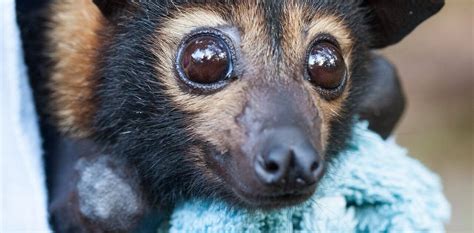 Our Laws Failed These Endangered Flying Foxes At Every Turn