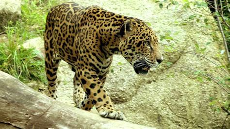 √ Tropical Rainforest Ecosystem Animals Alumn Photograph