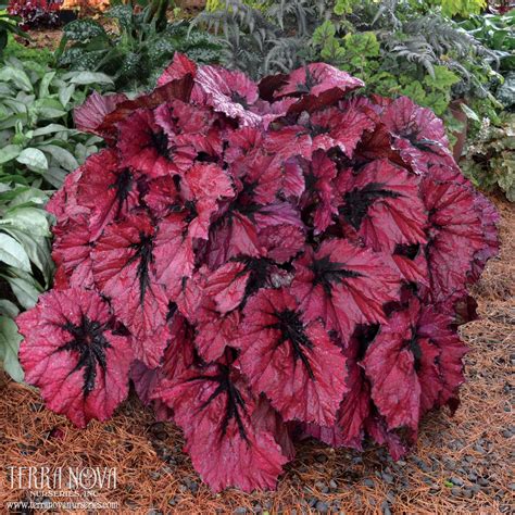 Begonia T Rex Ruby Slippers One Of The Most Fantastic