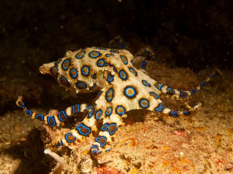 Greater Blue Ringed Octopus Anatomy