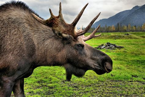 Moose Close Up At Alaska Wildlife Conservation Center In Portage