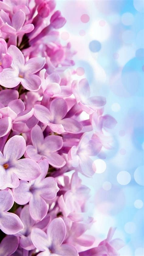 19 Purple Iphone Wallpaper Flowers Images