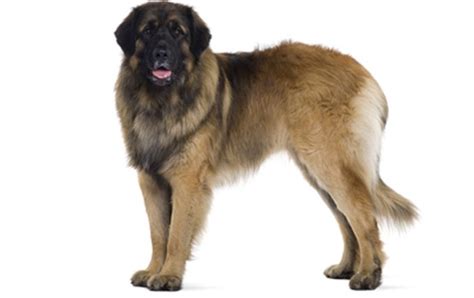 Big Dog Breeds That Give You More To Love Dogtime
