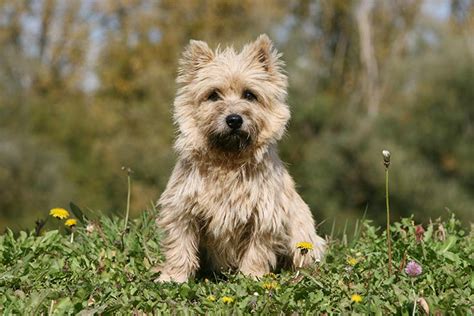 Hopefully, this review has been. 5 Best Puppy Foods for Cairn Terriers (Reviews Updated ...