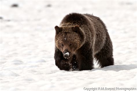 Grizzly Bear In Snow Rmbuquoi Photographics