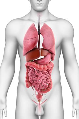 Accessory organs of the human digestive system. What Does the Spleen Do? Function, Location, and Role in ...