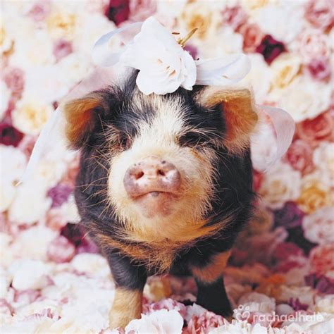 Cute piggy | Cute piggies, Animal photo, Animals