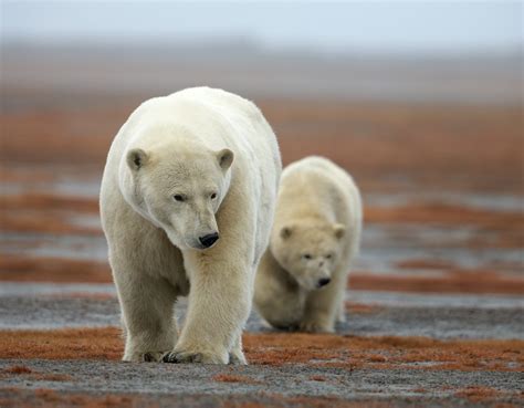 Most Memorable Moments Kaktoviks Polar Bears Wickershams Conscience