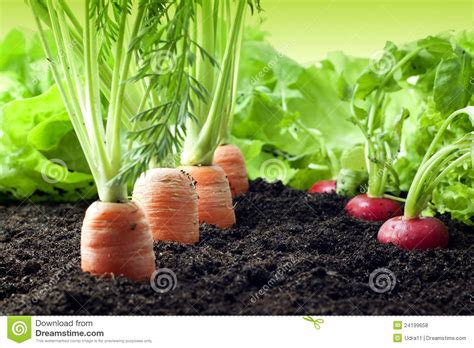If you're in the northern hemisphere, buy. Carrots And Radish Growing In The Garden Stock Photo ...
