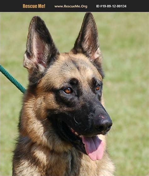 Maybe you would like to learn more about one of these? ADOPT 19091200134 ~ German Shepherd Rescue ~ Preston, CT