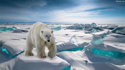 Polar Bear Wallpapers Hd Backgrounds Images Pics Photos Free