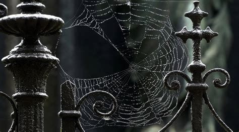 Spiderweb Wallpapers Wallpaper Cave