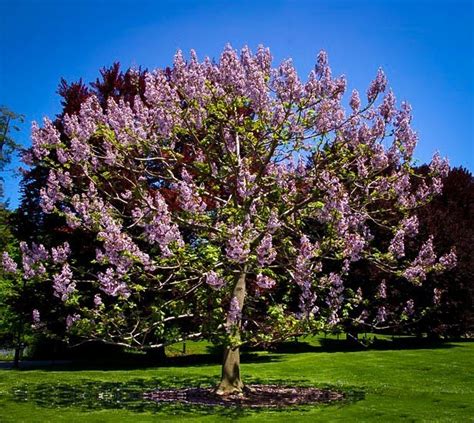 Royal Empress Trees For Sale Online The Tree Center