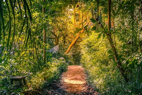 Pathway Leading Through The Rainforest In A Jungle In Singapore Asia