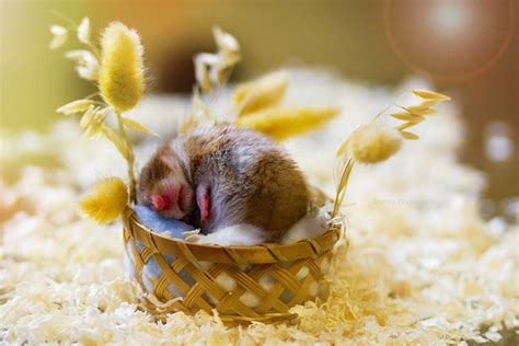 156 Adorable Hamsters That Will Cause A Cuteness Overload Cute