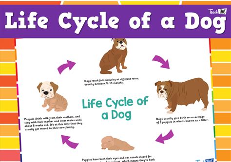 Life Cycle Of A Dog Teacher Resources And Classroom Games Teach This
