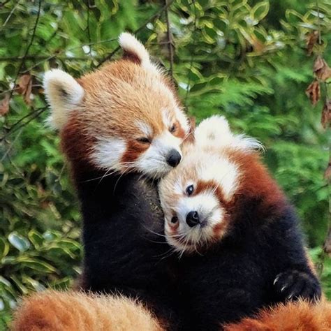 Pin By Knittinglovegram On Panda Red Panda Cute Red Panda Red