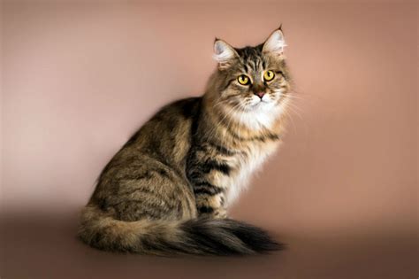 Breed Of The Month Siberian Forest Cat West Hill Animal Clinic