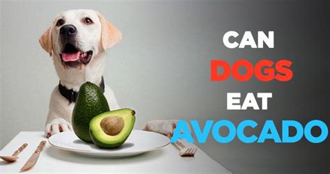 Dogs and cats do not appear to be sensitive to this poison, although other animals certainly are. Can Dogs Eat Avocado: A Healthy Fruit or Is It Poisonous ...