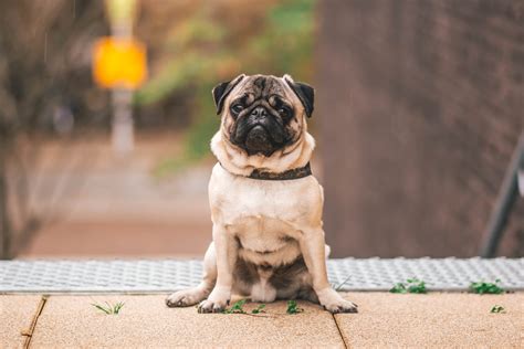 Estudio Revela Que Los Pug “ya No Pueden Ser Considerados Perros