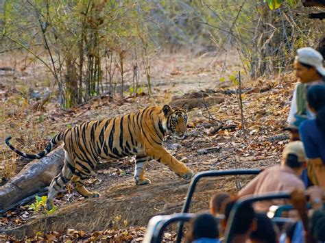6 Alluring Tiger Sanctuaries To Explore In India