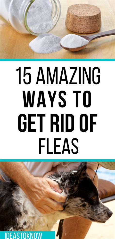 15 Effective Ways To Get Rid Of Fleas Flea Remedies Flea Spray For