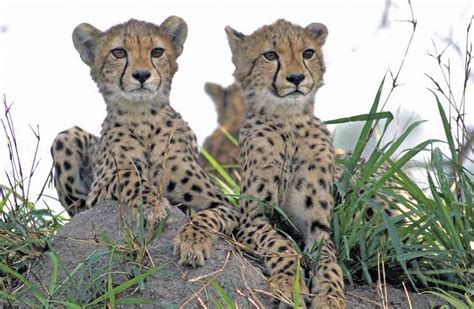 7 Day Cheetah Safari An African Safari In Kenyas National Parks