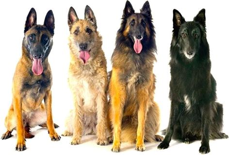 Herding Dogs List Of All Herding Dog Breeds K9 Research Lab