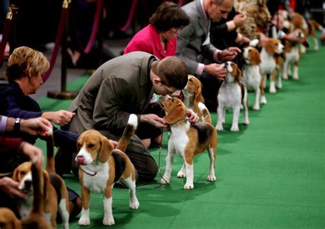 Canines Take Center Stage In New York — Westminster Dog Show Begins Today