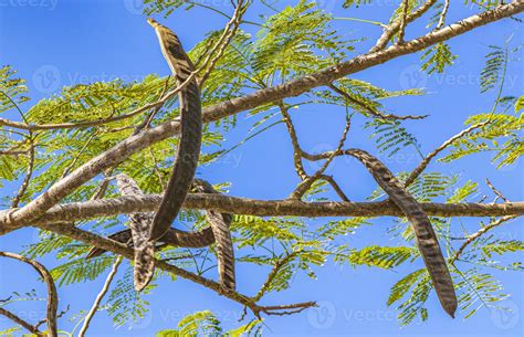 árbol Poinciana Con Vainas De Semillas Y Cielo Azul En México 3461291