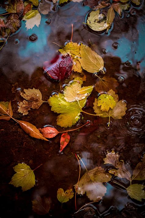 Leaves Puddle Water Autumn Hd Phone Wallpaper Peakpx
