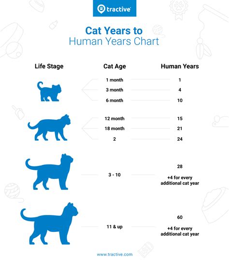 Cat Years To Human Years How Old Is Your Cat Really Tractive