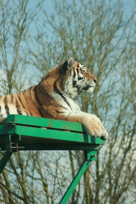 Amur Tiger Marwell Wildlife Zoochat