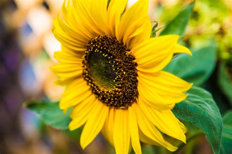 Sunflowers Free Stock Photo Public Domain Pictures