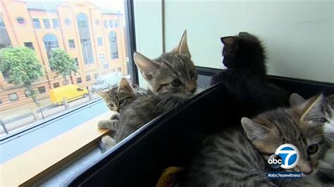 Los Angeles Animal Shelters Overrun With Kittens Cats Offer Free