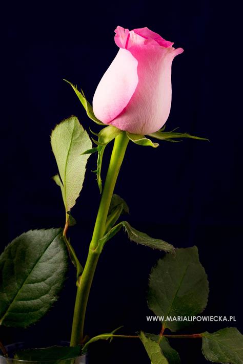 Pink Rose By Maria Lipowiecka On 500px Rosas Lindas Flores
