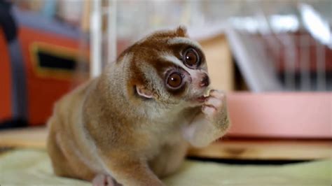 Slow Loris Most Unique Exotic Pets In The World Youtube