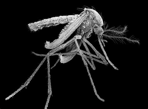 Dengue Mosquito From Under Microscope
