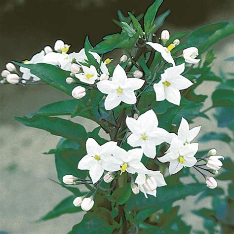 Star Of Bethlehem White Potato Vine Solanum Jasminoides My Garden Life