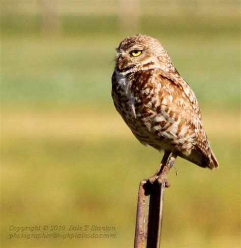 Birds Of The Texas Panhandle Burrowing Owl