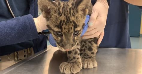 Pittsburgh Zoo Shares Adorable Video Of Clouded Leopard Cubs Getting 16