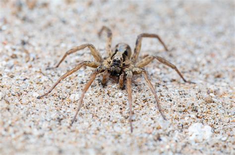 Wolf Spider Bites Symptoms Treatment And Prevention The Healthy
