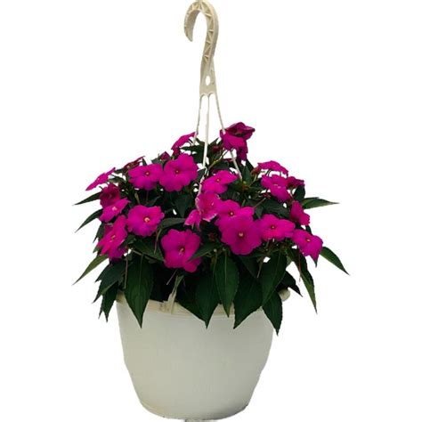 Impatiens Sunpatiens Impatiens Sunpatiens Compact Hot Pink From