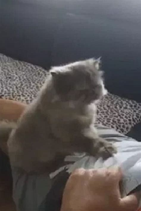 Cute Cat Give A Relax Massage To Her Human Video Cats Cats And Kittens Cute Cat