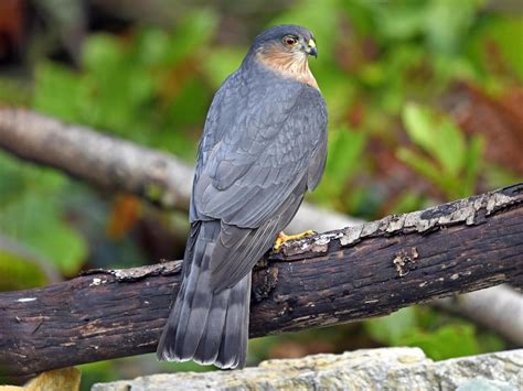 Sharp Shinned Hawk Vs Cooper S Hawk What S The Difference Sonoma Birding