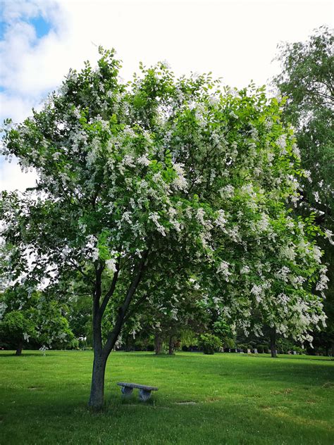 18 Flowering Trees For Missouri Progardentips