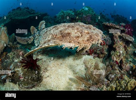 Tassled Wobbegong Shark Eucrossorhinus Dasypogon Swimming Over Coral
