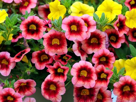 Annuals That Are Perfect For Container Gardening