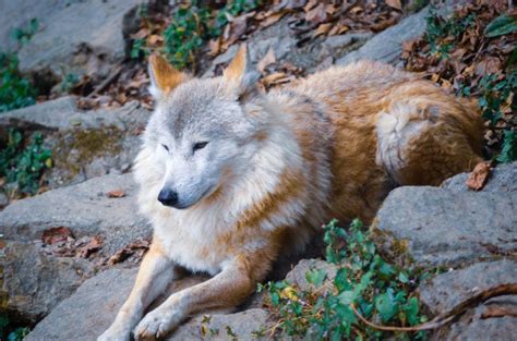 Discover The 27 Wonderful Types Of Wolves Diversity Decoded